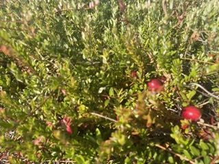 Wilde veenbes / cranberry / canneberge